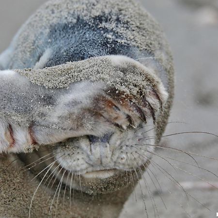 Ferienhaus Gluecklich Am Meer 3 Mit Wellnesszugang Egmond aan Zee Esterno foto